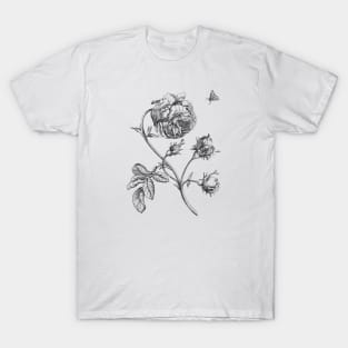 Rose Flower Vinatge Botanical Illustration T-Shirt